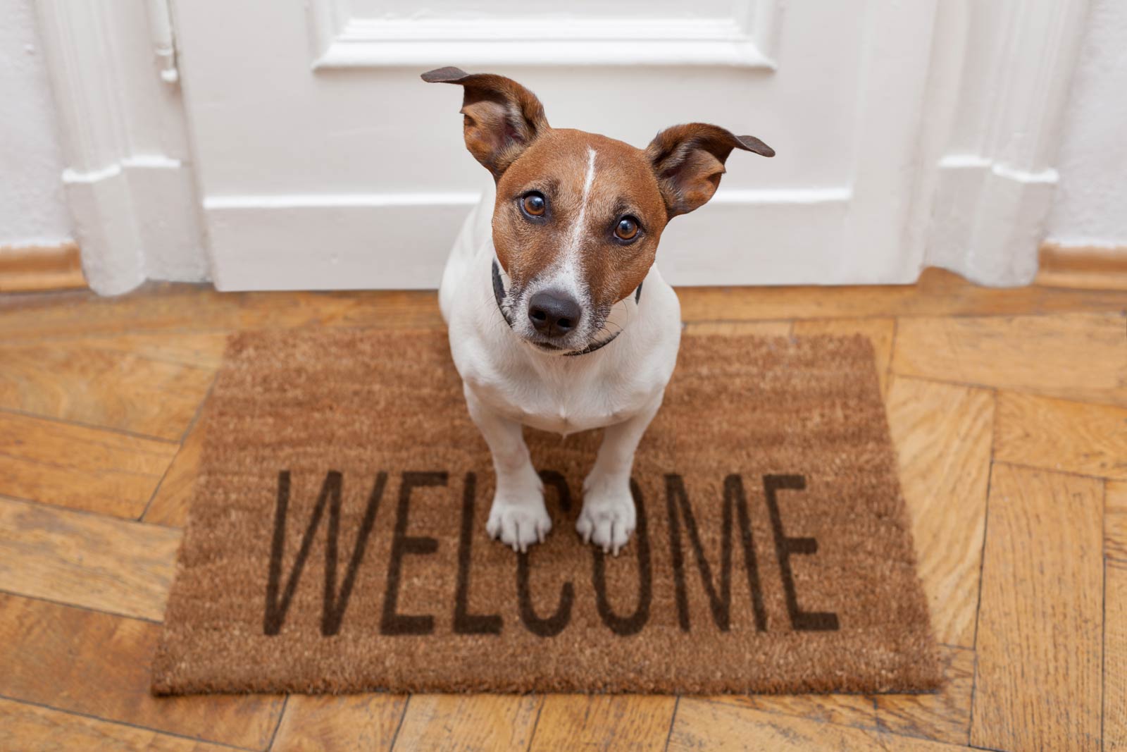 Renting a Manufactured Home with a Pet: What You Should Know